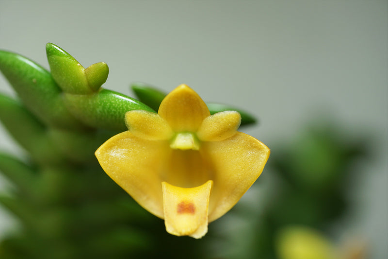 Dendrobium leonis Orchid