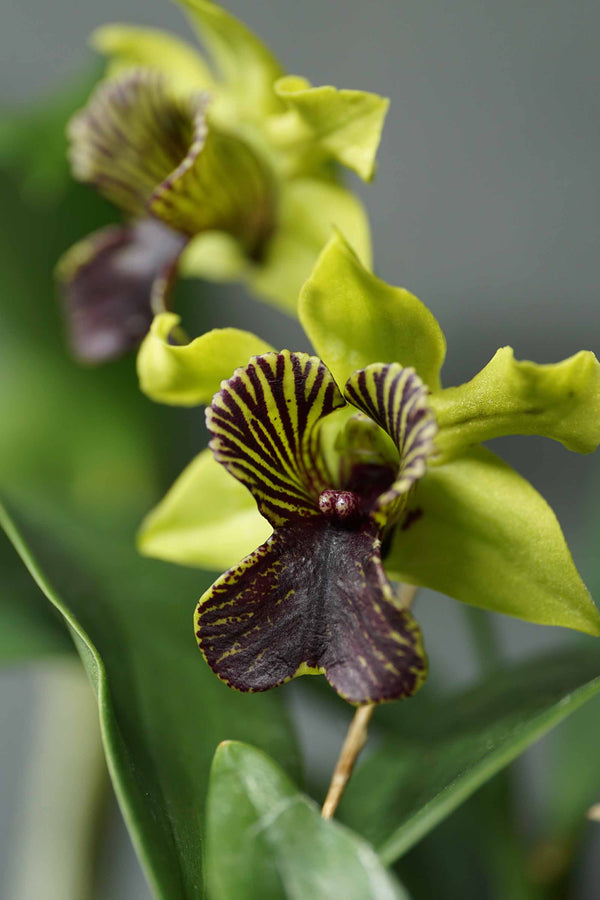 Dendrobium 'Green Flash' (Dendrobium Andree Millar x Dendrobium convolutum) Orchid