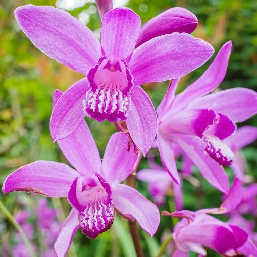 Hyacinth Orchid - Bletilla striata 'Shi-ran' | 1 Gal - Local Pickup Only