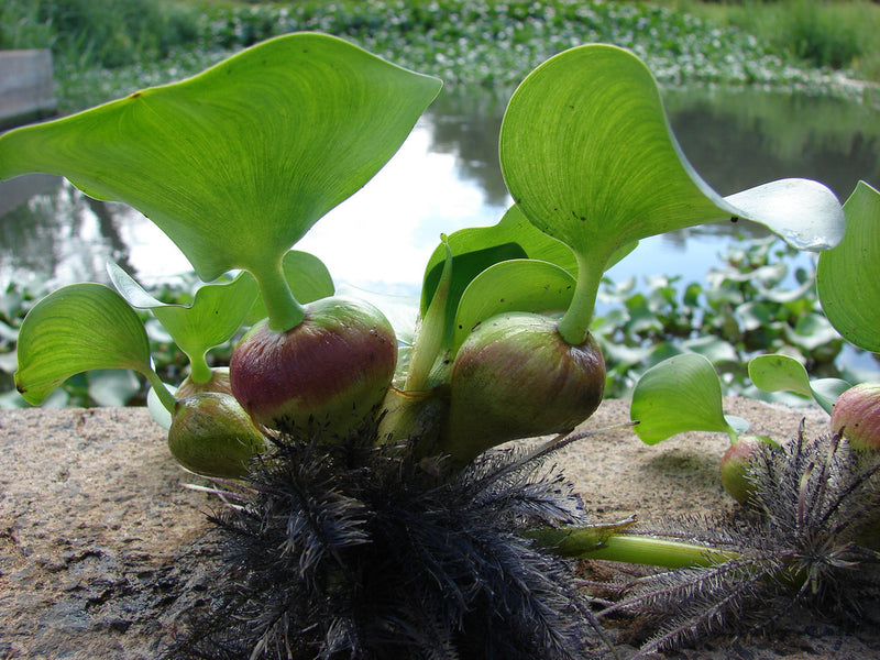 Water Hyacinth | Eichhornia crassipes