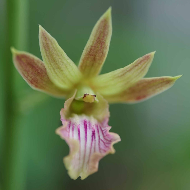 Eulophia keithii x quartiniana 'anne' HCC/AOS Orchid