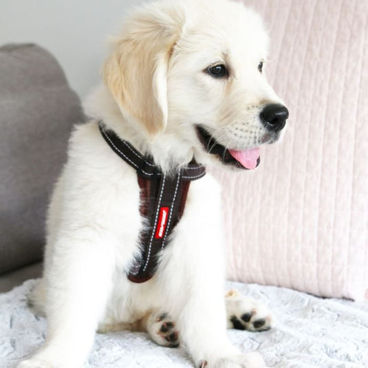 EzyDog Chest Plate Harness - Extra Small (11-19in)