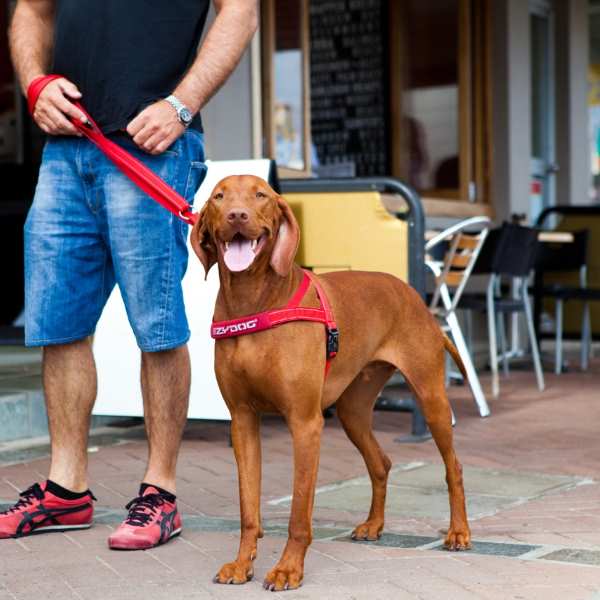 EzyDog Quick Fit Harness - Large (18-33in)
