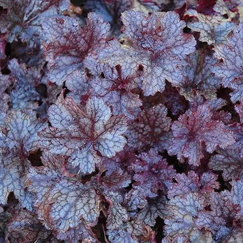 Plum Pudding | Coral Bells 1 Gal