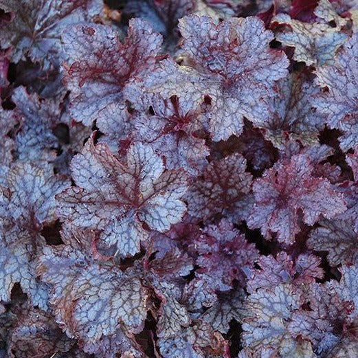 Plum Pudding | Coral Bells 1 Gal