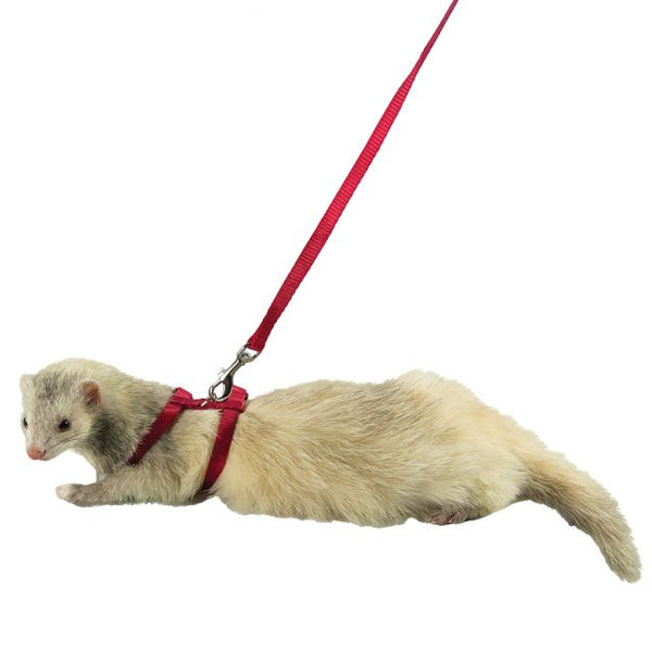 Marshall Ferret Harness & Lead Set - Exotic Wings and Pet Things