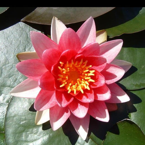 Fabiola | Nymphaea | Water Lily