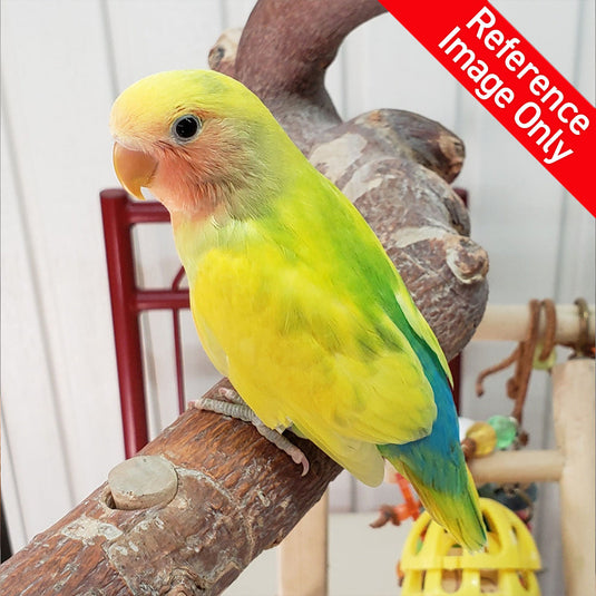 Hand Fed Peach Faced Love Bird/Mutation - Agapornis roseicollis