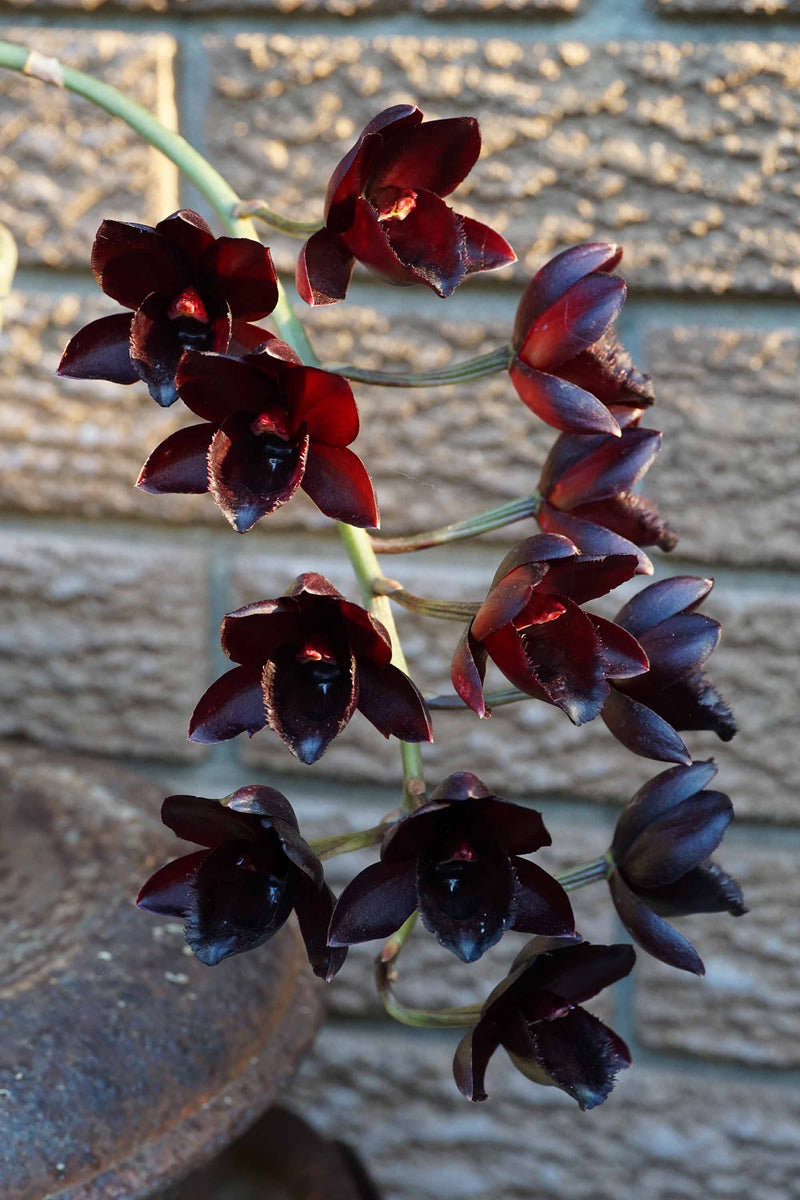 Fredclarkeara After Dark 'SVO Black Pearl' FCC/AOS Orchid
