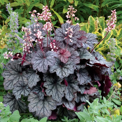 Frost Violet | Coral Bells 1 Gal