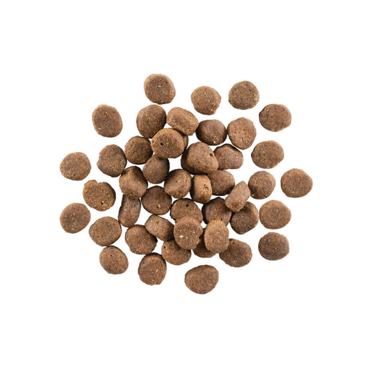 GO! Carnivore Grain Free Dog Food - Lamb & Wild Boar 🍁