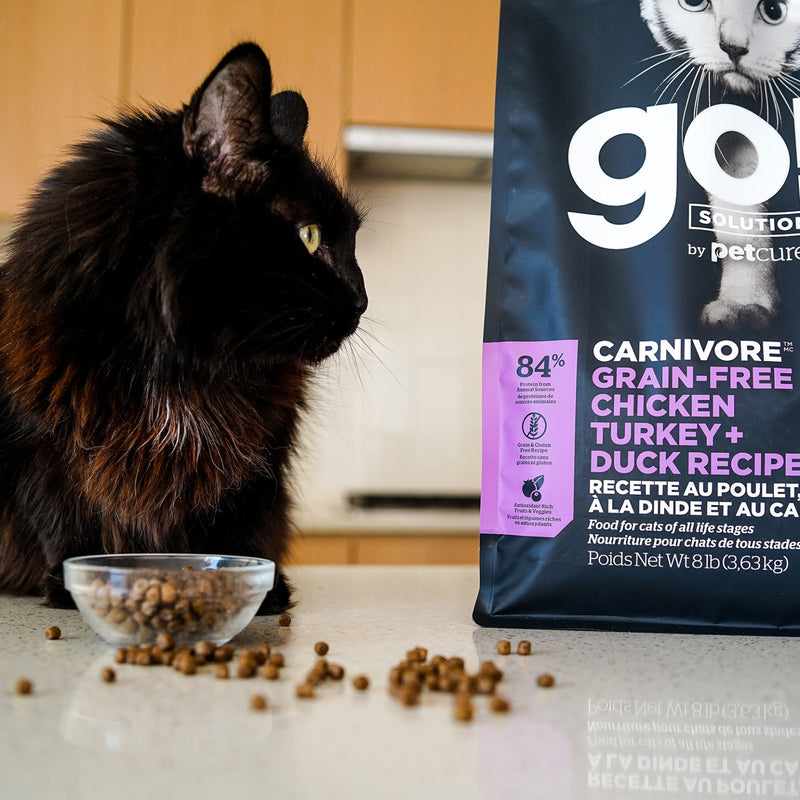 GO! Carnivore Grain Free Chicken, Turkey & Duck Cat Recipe 🍁
