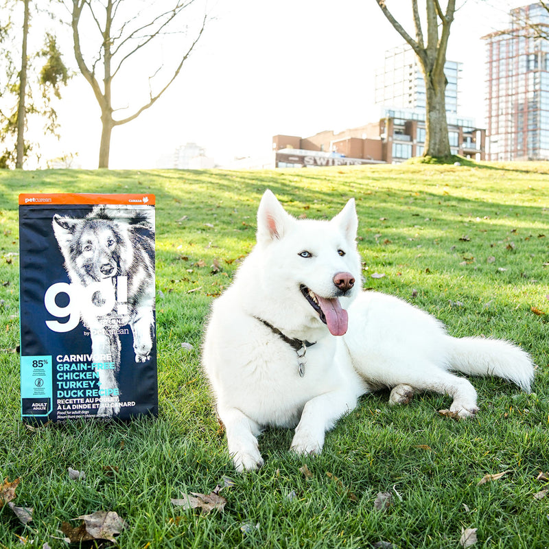 GO! Carnivore Grain Free Adult Dog Food - Chicken, Turkey & Duck 🍁
