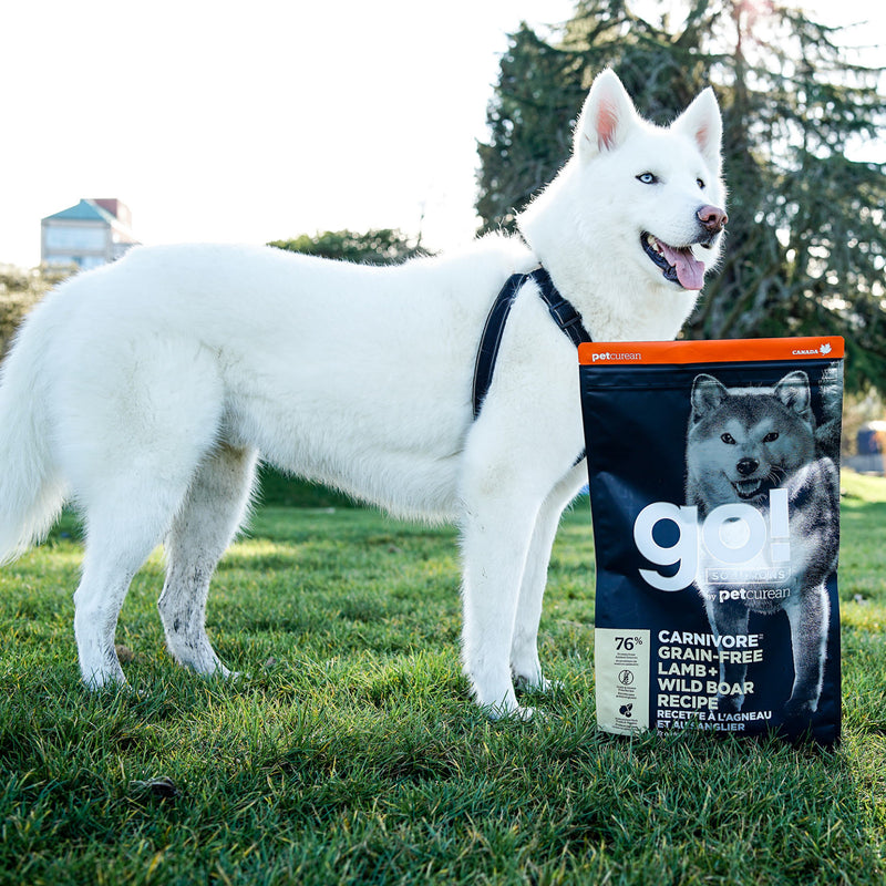 GO! Carnivore Grain Free Dog Food - Lamb & Wild Boar 🍁

