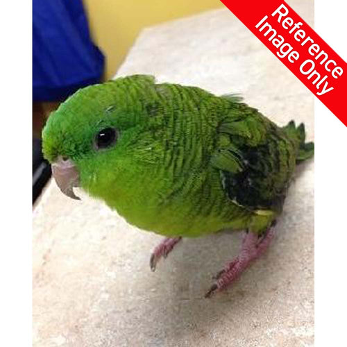 Hand Fed Lineolated Parakeet/Mutation - Bolborhynchus lineola