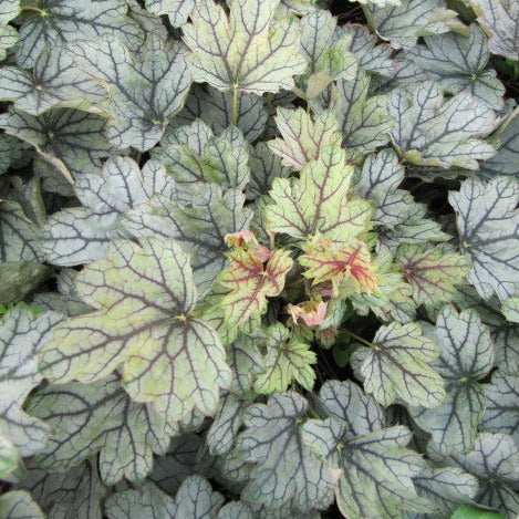 Venus | Coral Bells 1 Gal