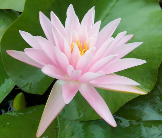 Pearl of the Pool | Nymphaea | Water Lily
