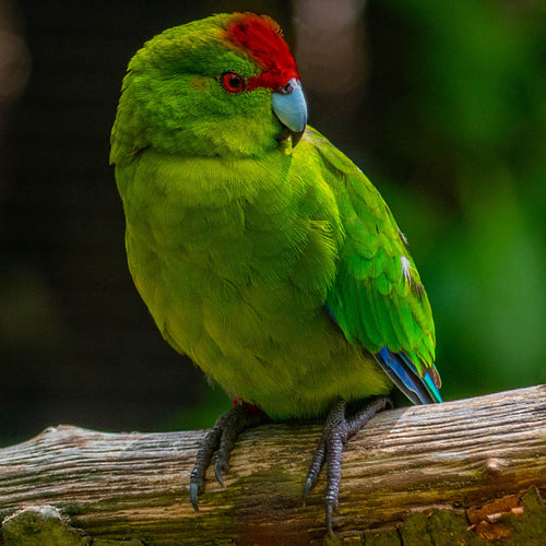 Hand Fed Kakariki - Cyanoramphus novaezelandiae