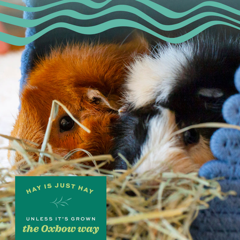 Oxbow Timothy Western Hay & Orchard Grass Hay Blend
