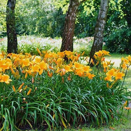 Daylily | Hemerocallis fulva | 1 Gal - Local Pickup Only
