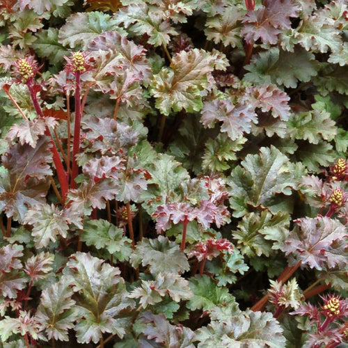 Café Ole | Coral Bells 1 Gal