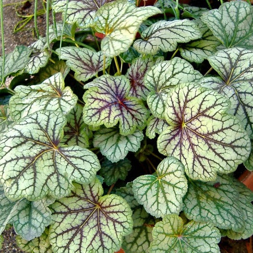 Vanilla Spice | Coral Bells 1 Gal