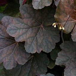 Stormy Seas | Coral Bells 1 Gal

