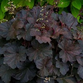 Stormy Seas | Coral Bells 1 Gal