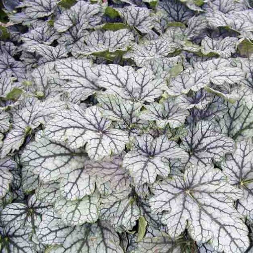 Venus | Coral Bells 1 Gal