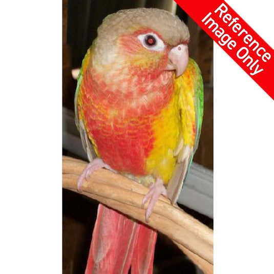 Hand Fed Green Cheeked Conure/Mutation - Pyrrhura molinae