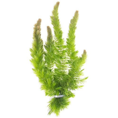 Hornwort | Ceratophyllum demersum | Pond Plant
