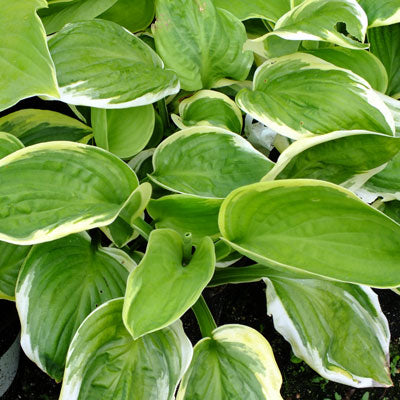 Diana Remembered | Specialty Hosta 1 Gal