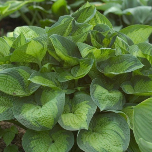 Paradigm 2 gal | Specialty Hosta