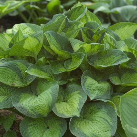 Paradigm 2 gal | Specialty Hosta