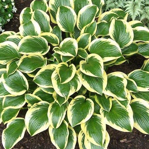 Queen Josephine | Specialty Hosta 1 Gal