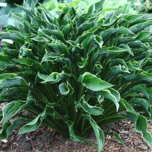 Praying Hands | Specialty Hosta 1 Gal