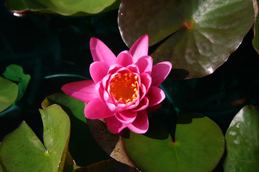 Yuh Ling | Nymphaea | Water Lily