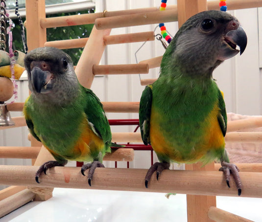 Senegal Parrot - Exotic Wings and Pet Things