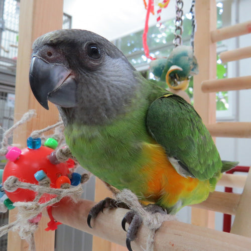 Hand Fed Senegal Parrot - Poicephalus senegalus