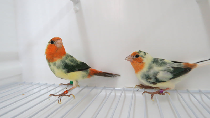 Red-Throated Parrot Finch/Mutation - Erythrura psittacea