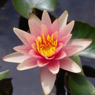 Little Sue | Nymphaea | Water Lily
