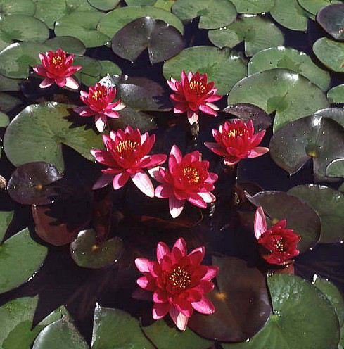 Perry's Baby Red | Nymphaea | Water Lily
