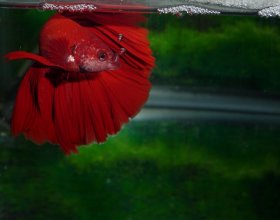 Omega One Bloodworms Betta Treat 0.11oz/3g