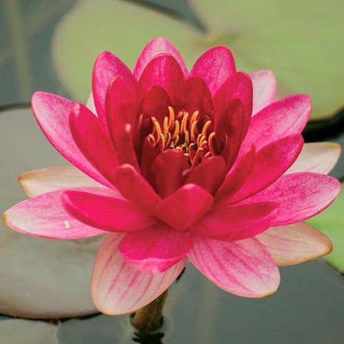 Perry's Baby Red | Nymphaea | Water Lily