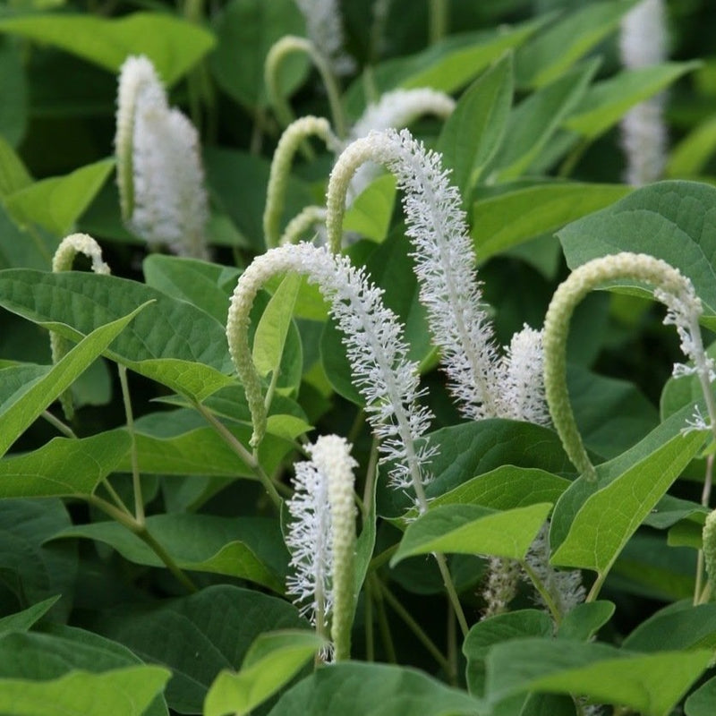 Lizard’s Tail | Saururus cernuus
