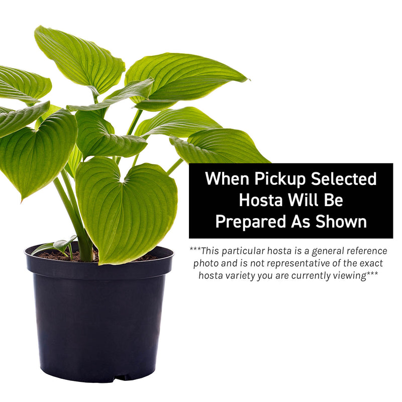 Gypsy Rose | Novelty Hosta 1 Gal
