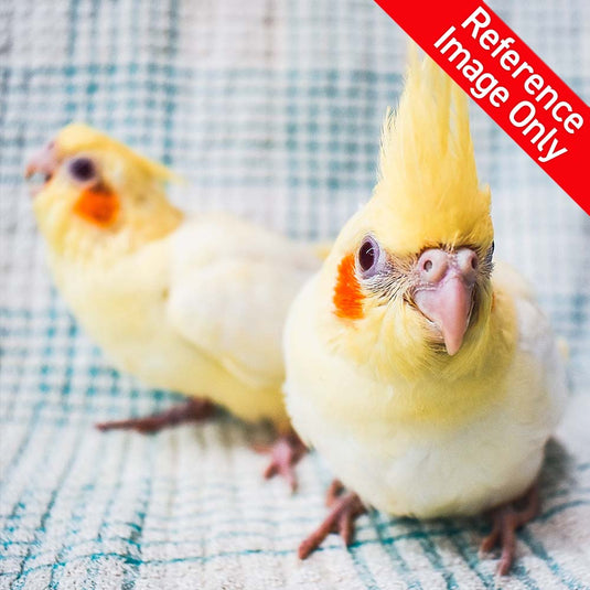 Hand Fed Cockatiel/Mutation - Nymphicus hollandicus
