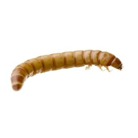 Live Giant Mealworms (Tenebrio molitor) Reptile/Bird/Fish Feeders