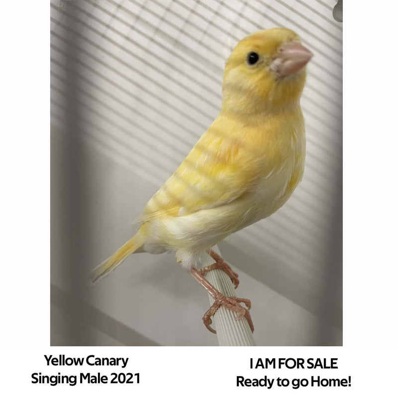 Yellow, White & Variegated Canary - Serinus canaria domestica