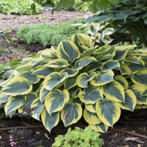 First Frost | Specialty Hosta